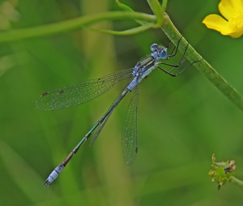 Male
15 July 2018 MN, Lake Co.